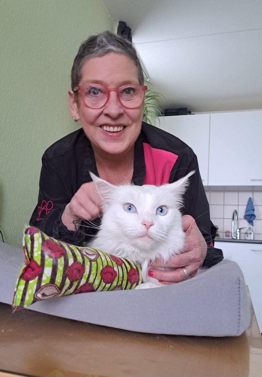 Vandaag in Buggenem geweest voor te trimmen.
Chento is een Maine Coon van 14,5 kilo een echte beer .
Coco is een echt dametje wat heel graag gekamd wordt. 
Mona en sterre heb ik geen foto's ze hadden er geen zin in 😹😹