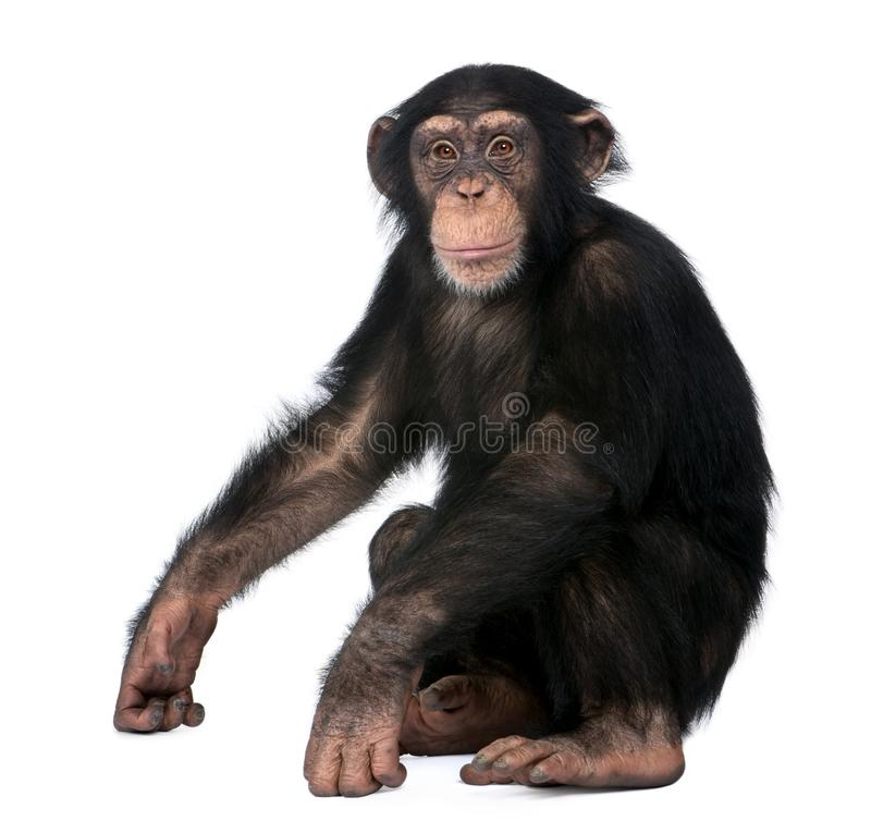 Samuel06499239's tweet photo. @PlayAdoptMe Hello team adopt me! Honestly, I love this update But there is only one small detail, are you sure that what you wanted to do was a gorilla and not a chimpanzee? since the design of the "gorillas" is more similar to that of a chimpanzee. Regards ❤ https://t.co/35w4tJ5Z4p