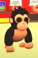 Samuel06499239's tweet photo. @PlayAdoptMe Hello team adopt me! Honestly, I love this update But there is only one small detail, are you sure that what you wanted to do was a gorilla and not a chimpanzee? since the design of the "gorillas" is more similar to that of a chimpanzee. Regards ❤ https://t.co/35w4tJ5Z4p