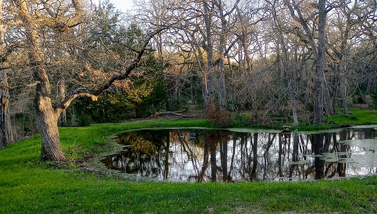 bcsgutters's tweet photo. Pond looking nice this morning. https://t.co/gfA3Ap17ZV