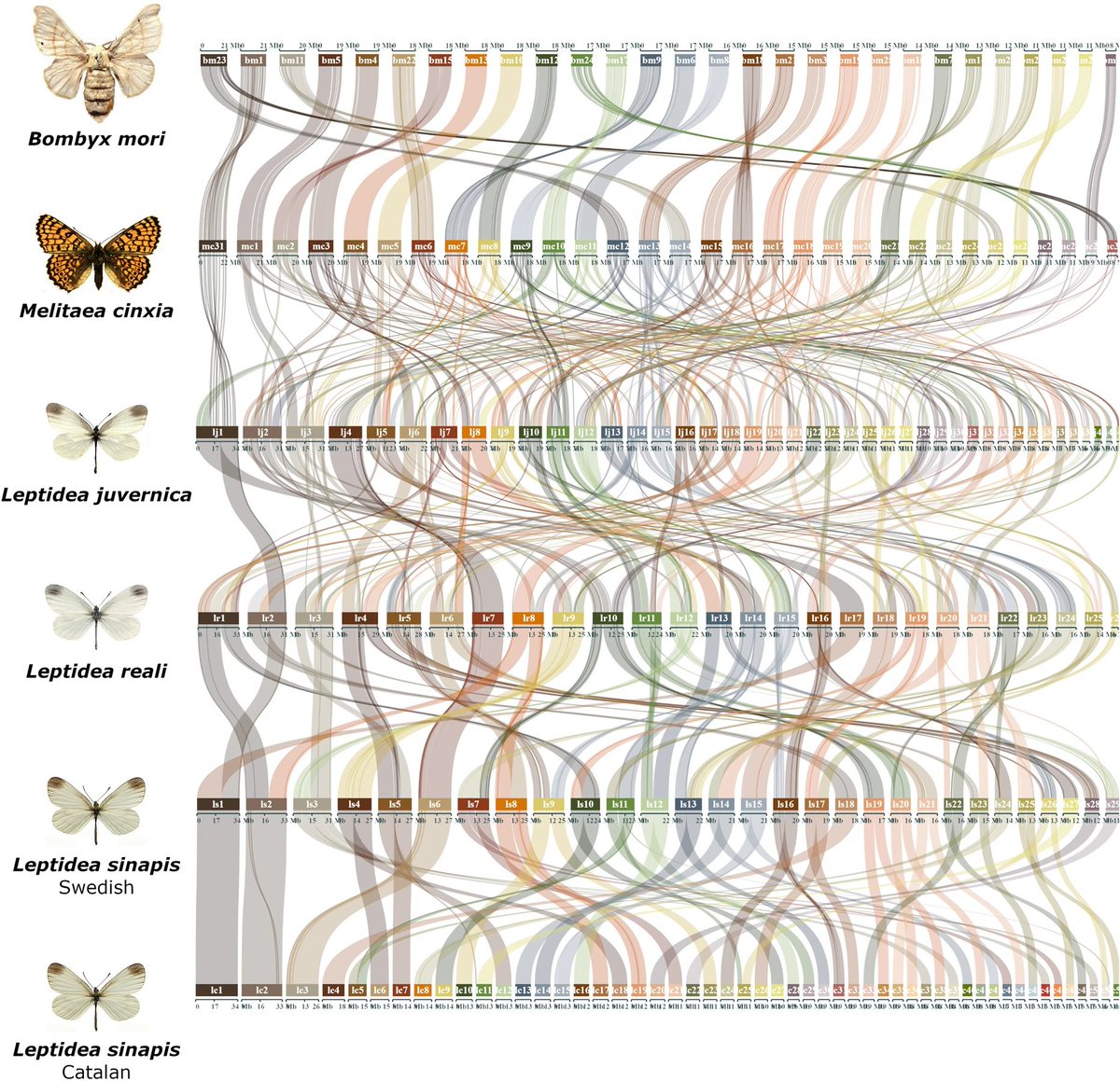WTF_R_species's tweet photo. @heliconians Chromosome mapping in the European wood white butterflies (Leptidea): WOW! https://t.co/EWTVMLbVwN