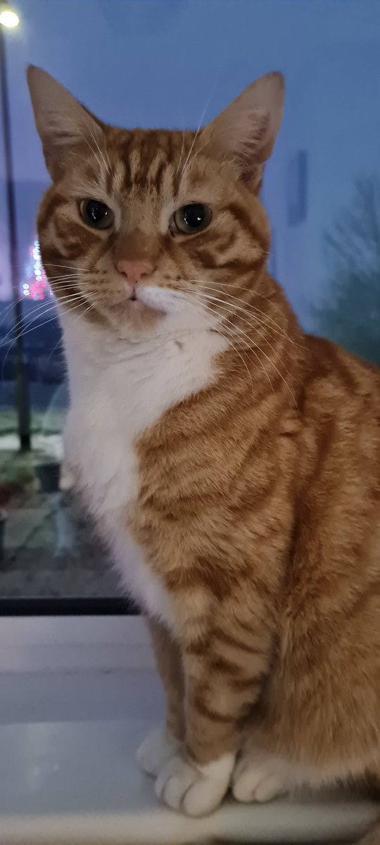 My beautiful Ginger boy. #caturday #CatsOfTwitter #Ilovemycats <a href="/jfkerr94/">Jordan Kerr</a>