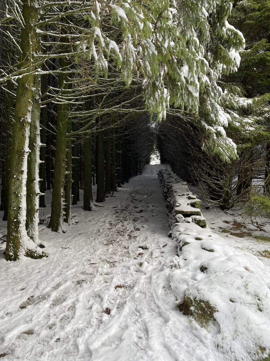 Talk about Narnia! I love trail runs in the snow ❄️