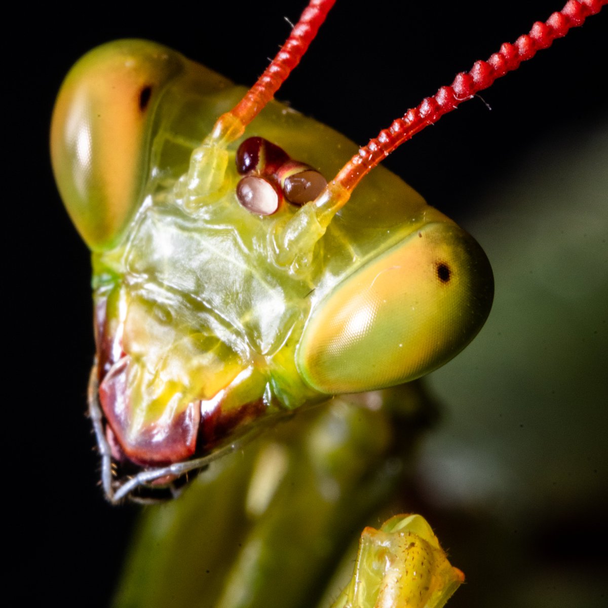 Nossa última expedição foi um sucesso! Uma semana na Rebio de Sooretama, no ES, e encontramos 18 espécies de louva-a-deus, pelo menos uma nova para a ciência. Que lugar fantástico! Esperamos compartilhar mais dessa viagem incrível por aqui. Nas fotos, macho adulto de Cardioptera