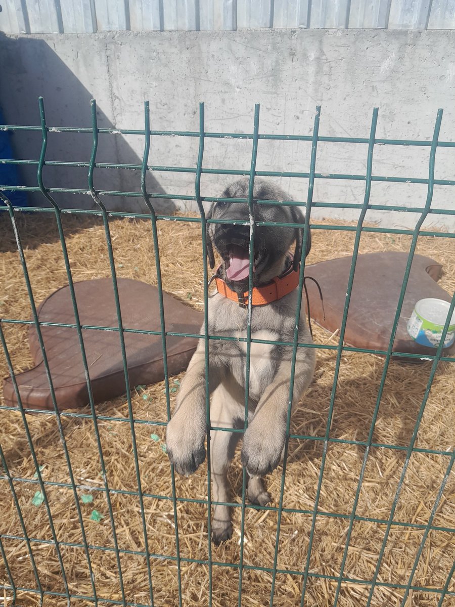 Güvenlik amirimiz büyüyor evlat😘