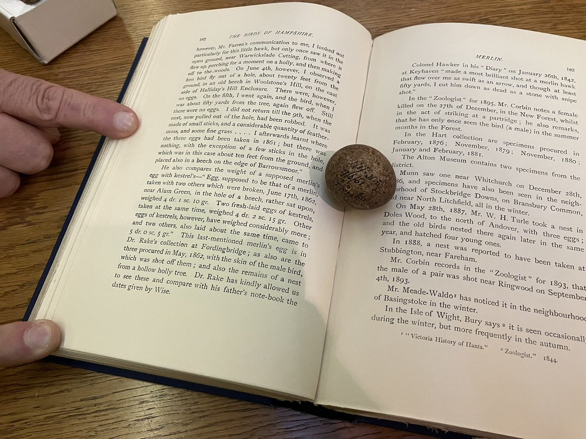 Merlin egg found in a hole in a beech at Allum Green, Hampshire on 17 June 1862 and mentioned in J.E kelsall’s ‘Birds of Hampshire’. Examined as part of a project looking into the collection of Dr T. Beaven Rake. A fascinating series of eggs from the New Forest and environs