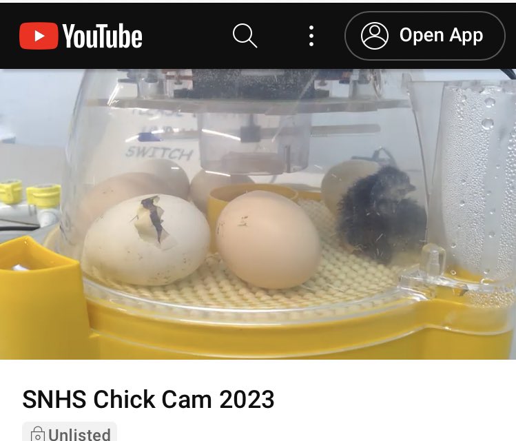 StNiniansLib's tweet photo. @stniniansbio @stninianshigh #chickcam is addictive! https://t.co/8aWaYK9GDv
