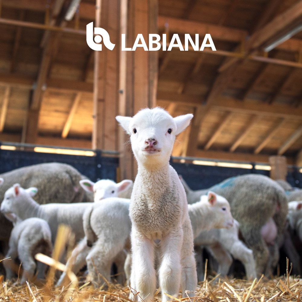Labiana_Health's tweet photo. La #saludanimal es esencial para garantizar la salud pública, para el mantenimiento del medio ambiente y para lograr la seguridad alimentaria. Cuidando de ellos, cuidamos de todos. 🩺🐑
Descubre más en: https://t.co/PH96kSfQDJ
#Labiana #LabianaHealth #LaboratoriosLabiana https://t.co/jV6EN2wleL