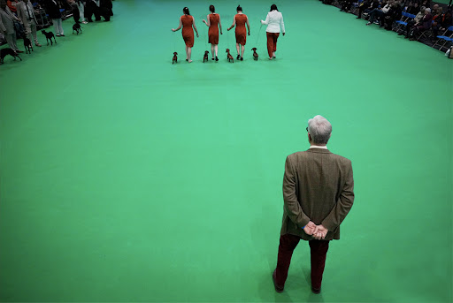 sundaylongread's tweet photo. Getty Images Chief Photographer of UK News @Chris_Furlong utilized dramatic perspective to demonstrate just where the power lies at Crufts, the world-famous dog show in Birmingham, England. #SundayStill https://t.co/tCyzE4Jnfs