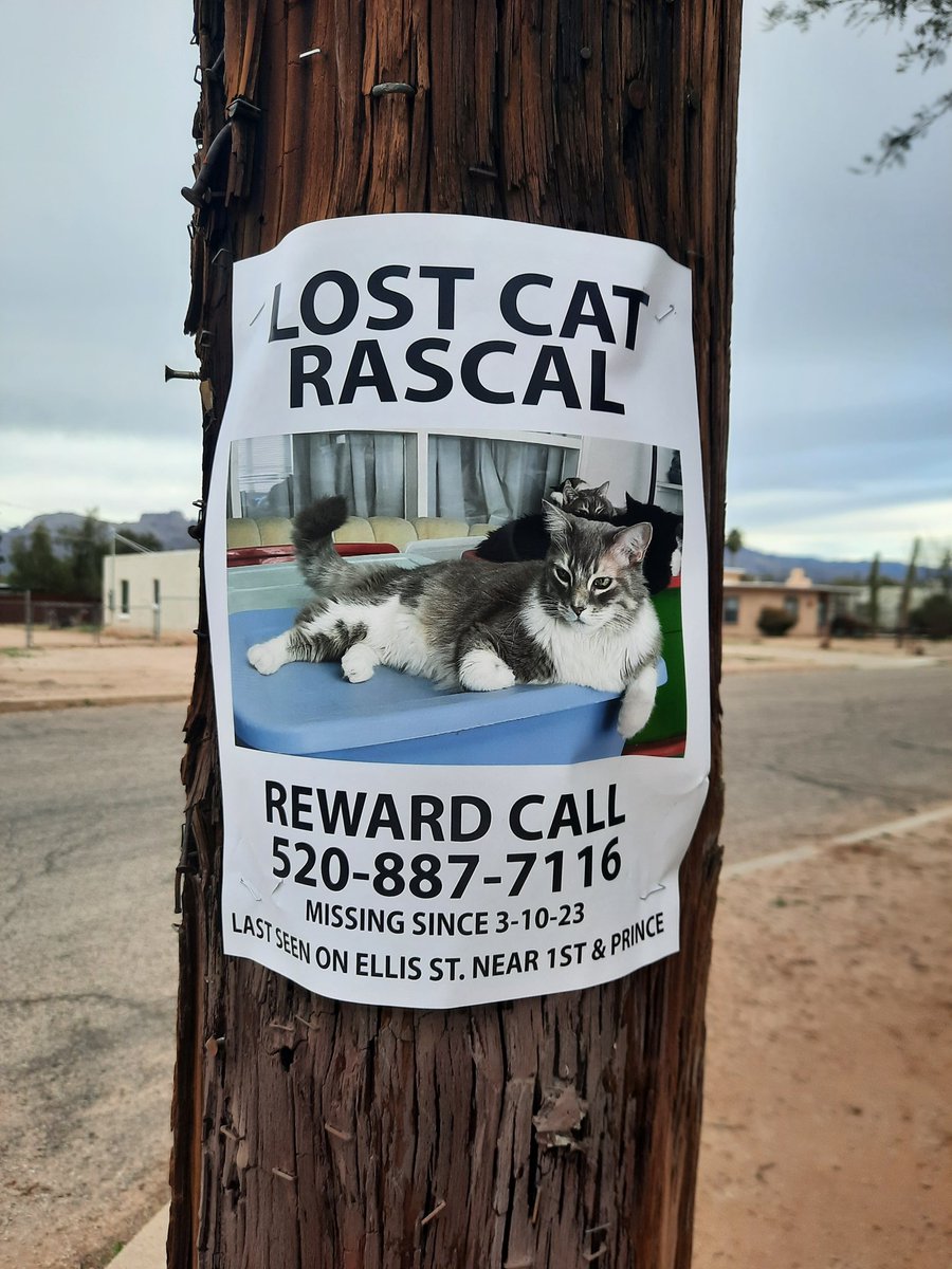 keribere's tweet photo. Hey #midtown Rascal the cat is lost! @whatsuptucson Can you please keep an eye out? https://t.co/T1vgYpJGgO