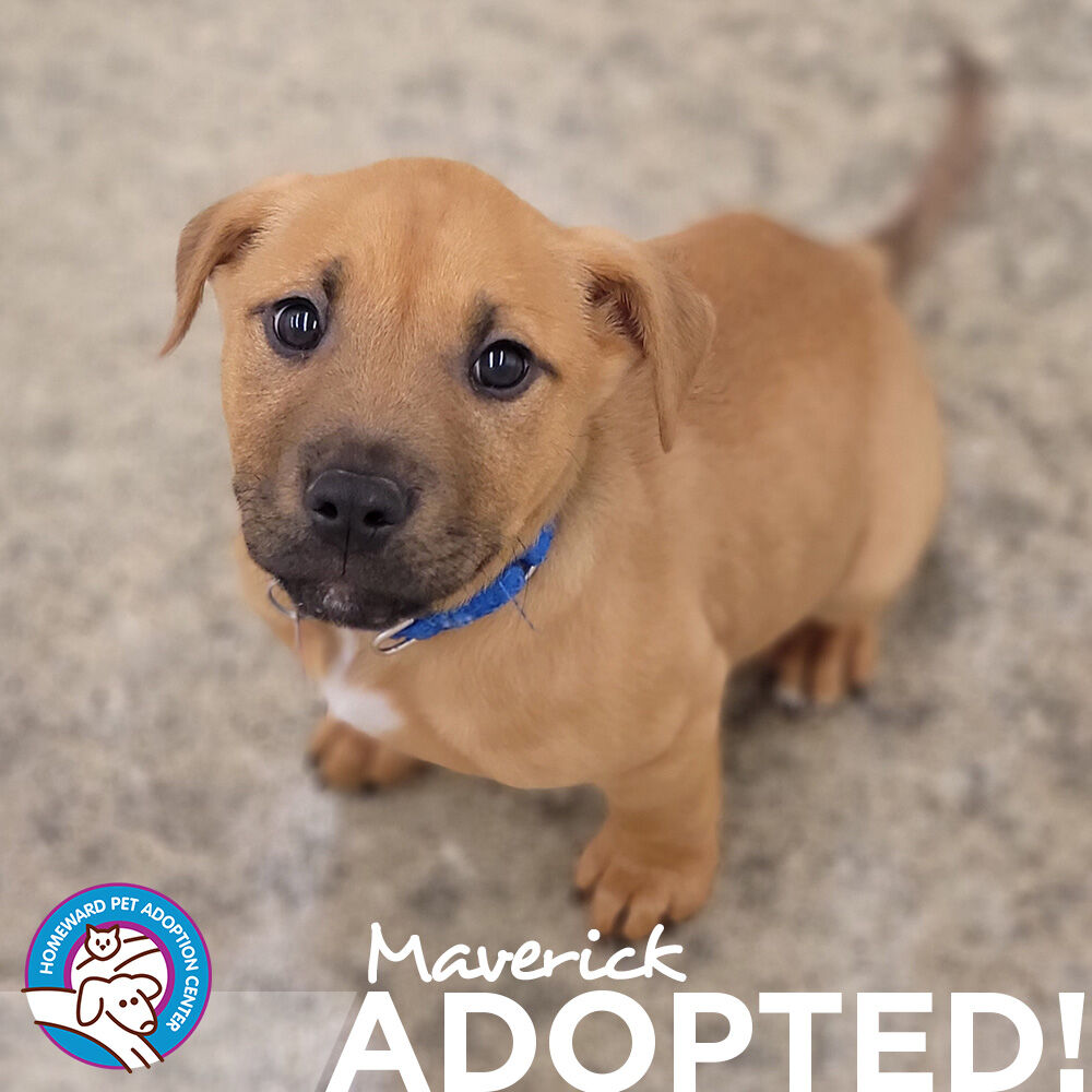 Yahoo!  16 animals found new homes last week including 1 kitten, 8 cats and 7 puppies! Join us in celebrating the adoptions of:

Kitten: Kevin
Cats: Jasmine, Jack, Dobi, Bella, Eleanor, Torque, Archie, Winston
Puppies: Babadook, Maverick, Dorian, Pennywise, Brodie, Banjo, Penny