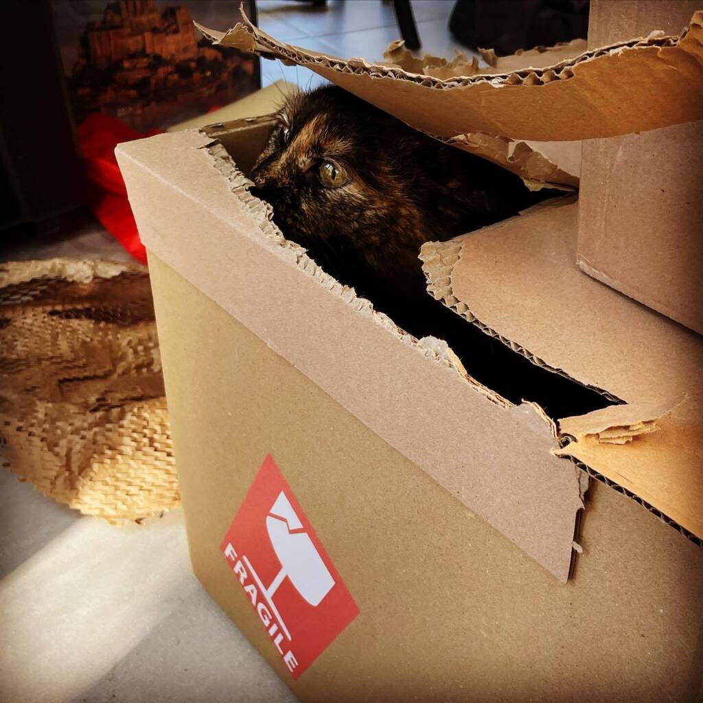 BeeRocks4's tweet photo. Le plus important est emballé… je peux déménager !
#luna #jaimemonbebe #catslover #demenagementenpreparation #lajoiedescartons https://t.co/14yfspyCiV https://t.co/LrPvSRxFaY