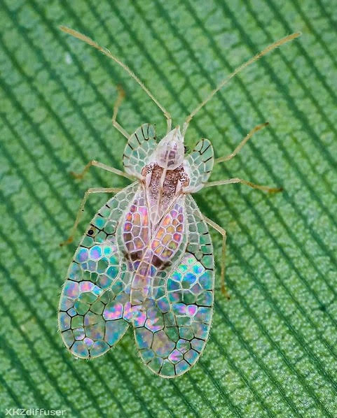 wjcharliee's tweet photo. Looks Like Stained Glass 😲 😎
#insect #insects #insectfood #insectsect #insectdrones #insectsofinstagram #insectoid #insectfarm #insectsasfood #bug #bugs #bugspray #bugout #bugmeal #bugkillers #BugZapper #BugsAreNotFood #nature #naturephotography #naturephotos #naturephoto https://t.co/C2R5CloYt4