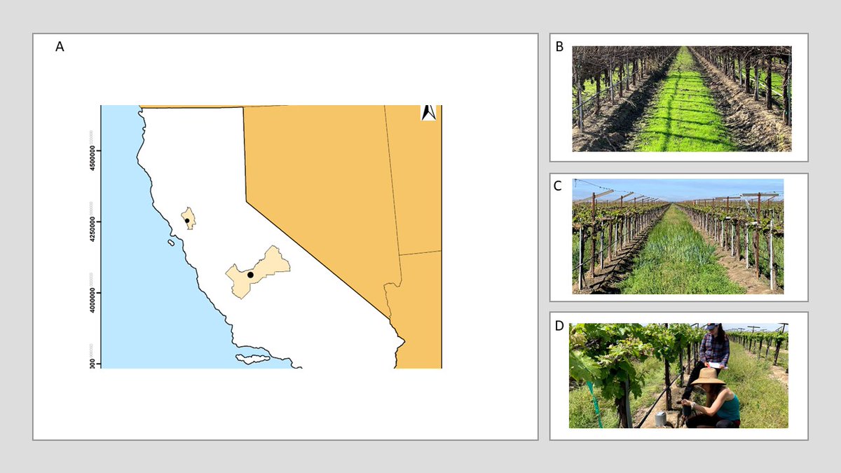 Permanent cover cropping in vineyards did not provide much benefit to the grapevine physiology. Check out our just accepted paper bit.ly/3ThQybu I am glad <a href="/aleclevin/">Alec Levin 🍇👨🏻‍🔬</a> is trialing this now as well.