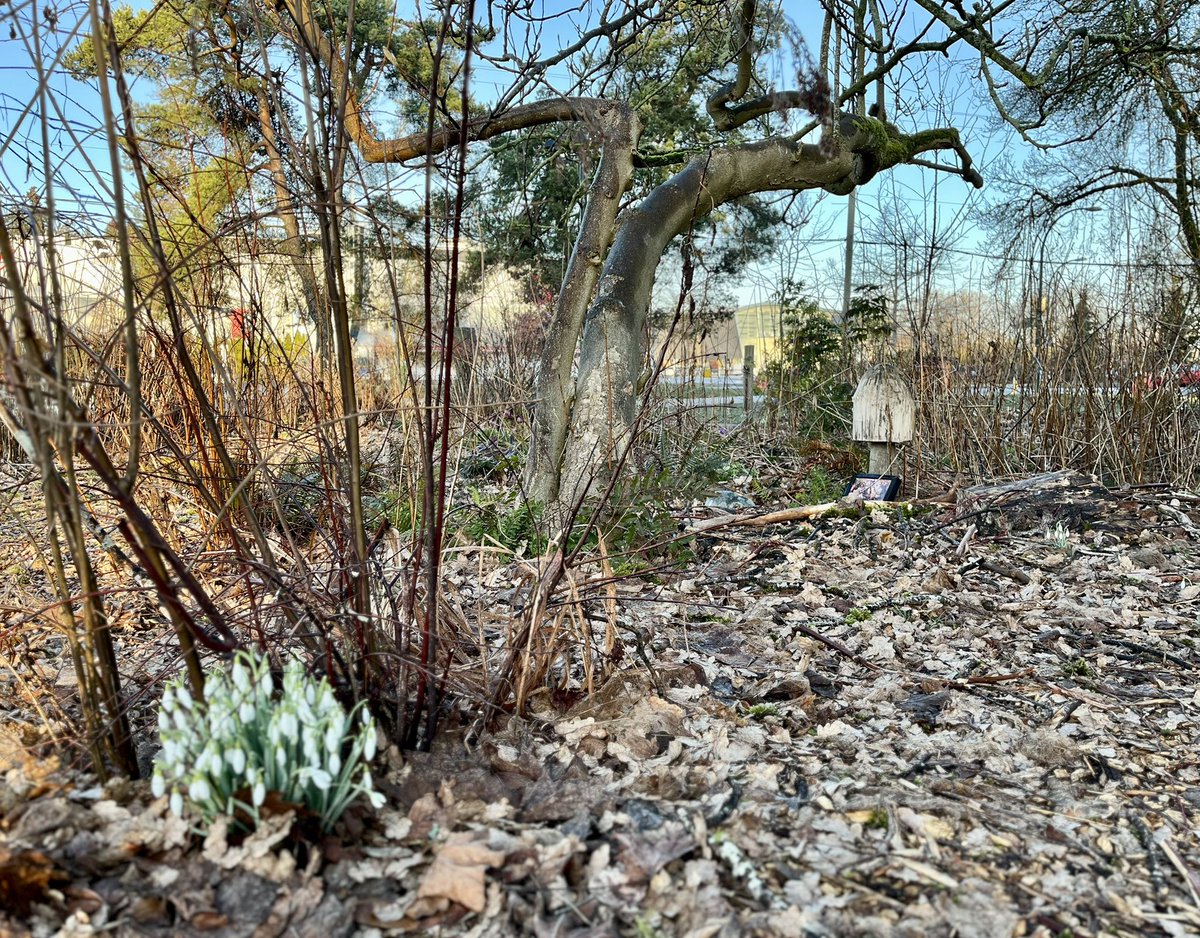 Early morning at the Riley Park community garden. Fresh shoots and snowdrops. @Pam_Alexis_ #VancouverFairview @RileyParkCG #CommunityFoodHub