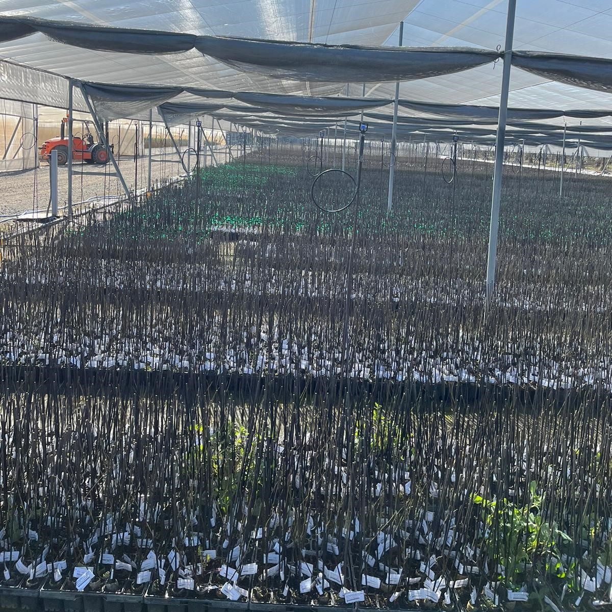 Agromillora_'s tweet photo. El equipo Técnico y de Producción de Extremadura hemos visitado a los amigos de @AGROSAN 🌱donde hemos podido hacer el seguimiento de la plantas de #almendro sobre los portainjertos #Rootpac20, #RootpacR y #GF  

👏Viveros @AGROSAN es un vivero #SES de AGROMILLORA. https://t.co/soO9KRbXw8