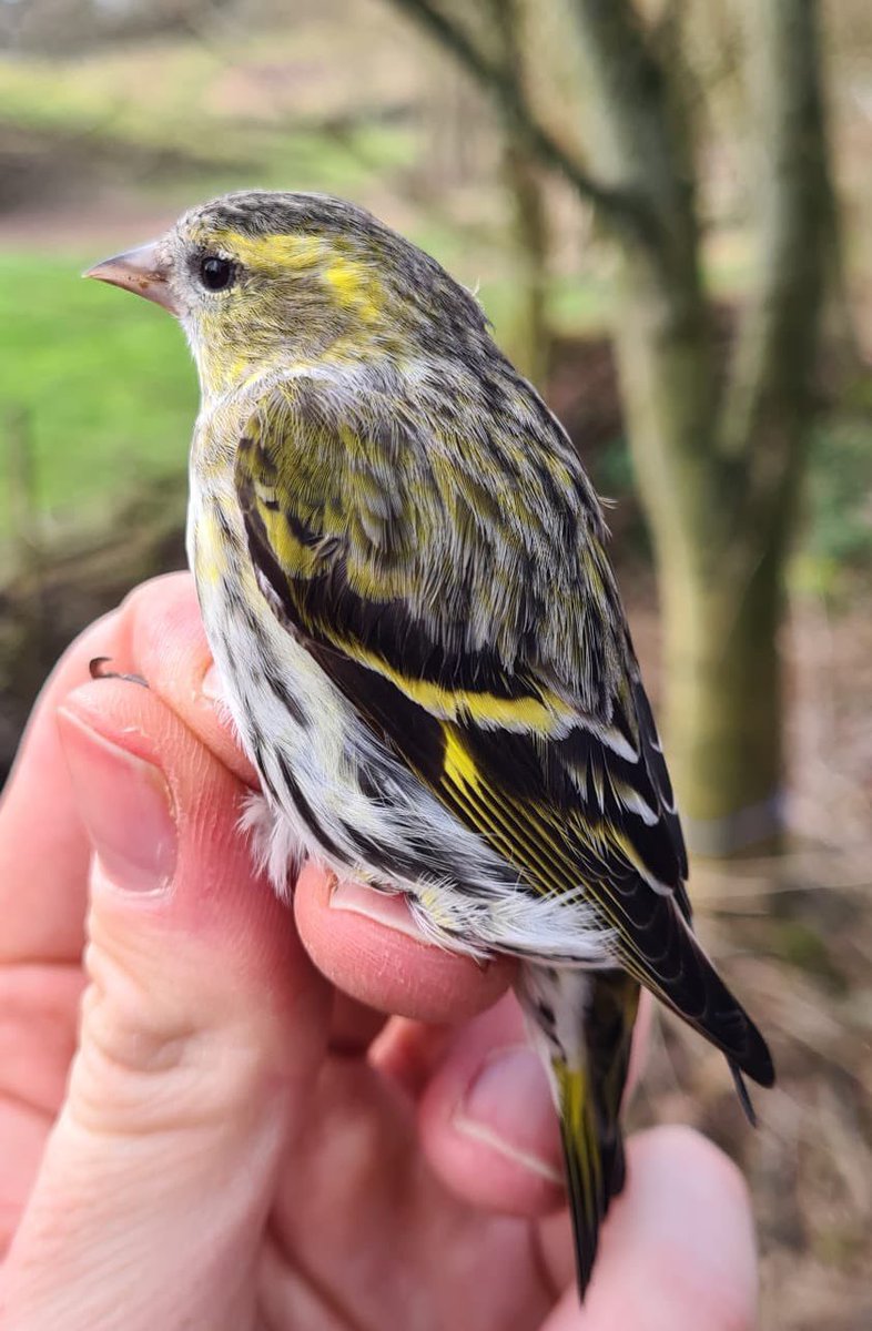 We were thrilled with our latest Siskin Control!

 @JackBaddams’ recent bird at @CreswellCrags was ringed in Västerbotten province, Sweden (1760km) in July ‘20.

Our previous longest Siskin movement (1732km) was ringed in ‘03 in Dronfield & plucked from a cage near Lisbon in ‘04!