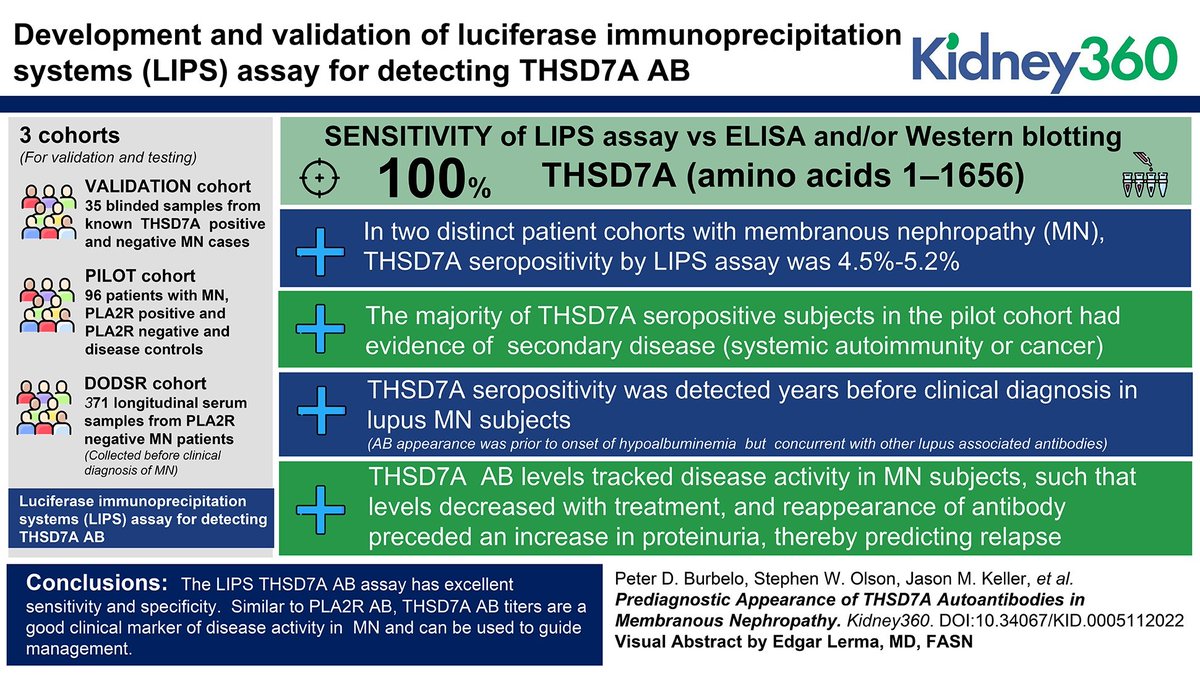 ASNKidney360's tweet image. Pathogenic autoantibodies against THSD7A are present in approximately 3% of patients with membranous nephropathy (MN). This study describes a novel LIPS immunoassay for detecting THSD7A ABs &amp;amp; adds to literature on THSD7A-associated MN bit.ly/KID0005112022wk

@SchwartzLab9