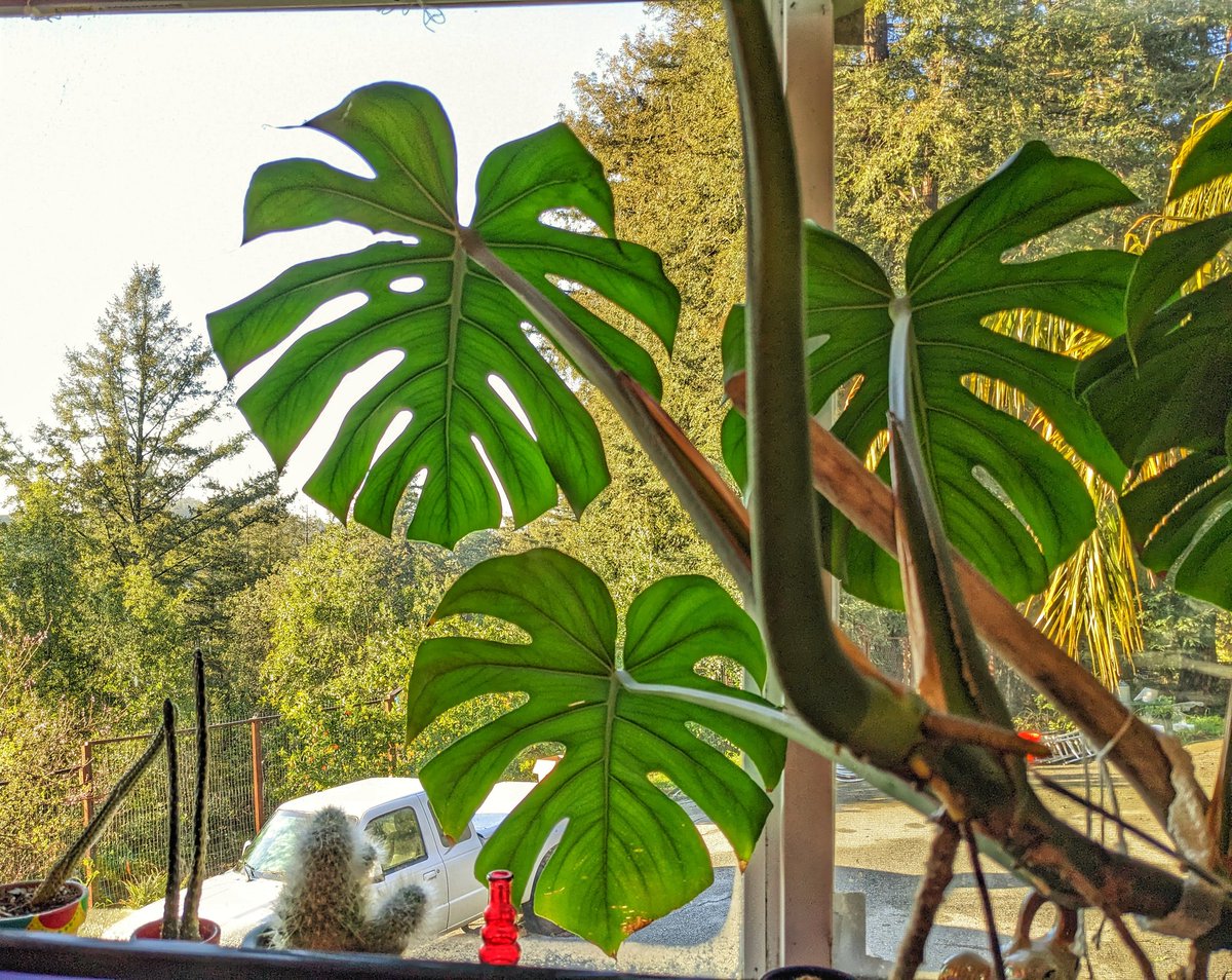 Thepitbulllady's tweet image. Yay! Finally getting some sun 🌞 #lompico #SantaCruzMountains