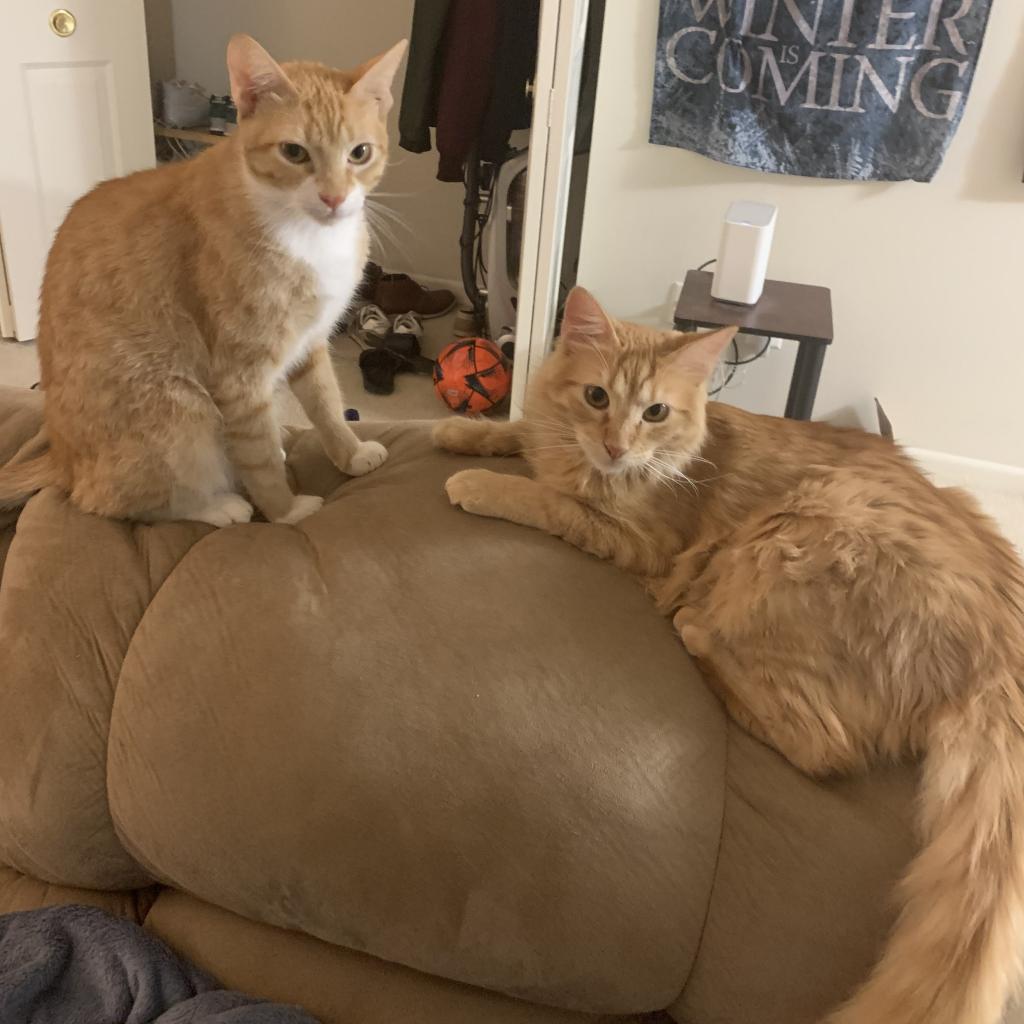 What's better than one cat!? TWO CATS!? 

Ivan &amp; Ian are initially from Puerto Rico and are looking for a home that will love both of them! For more information about these two, click the link below: 
ow.ly/16kP50NiuqX

#catbros  #catsofinstagram #bondedcats #catsoftheDMV