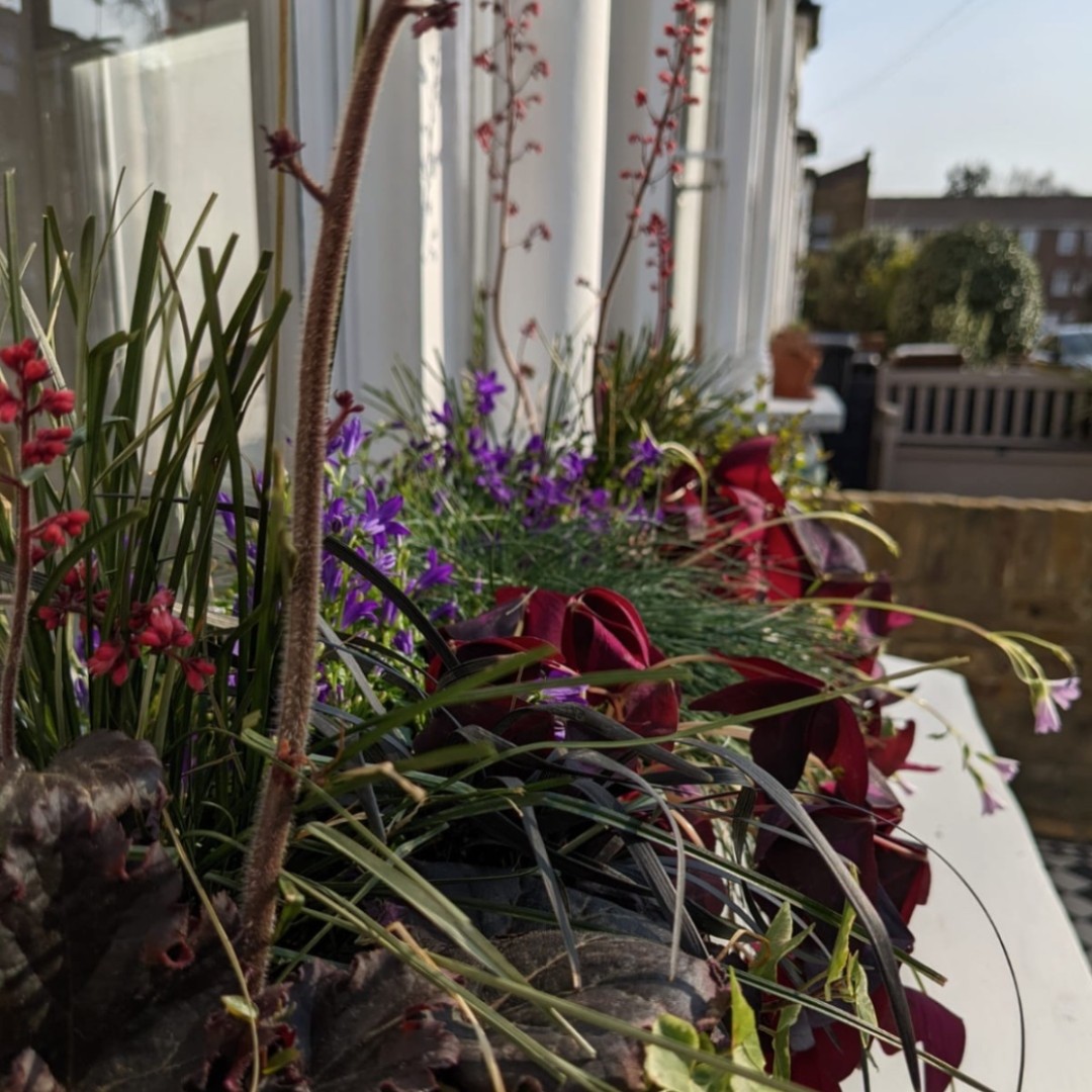 living_windows's tweet image. Spring is the most exciting time for planting - so much more colour than winter!

#windowboxes #containerplants #windowboxesofinstagram #windowboxgarden #windowboxgoals