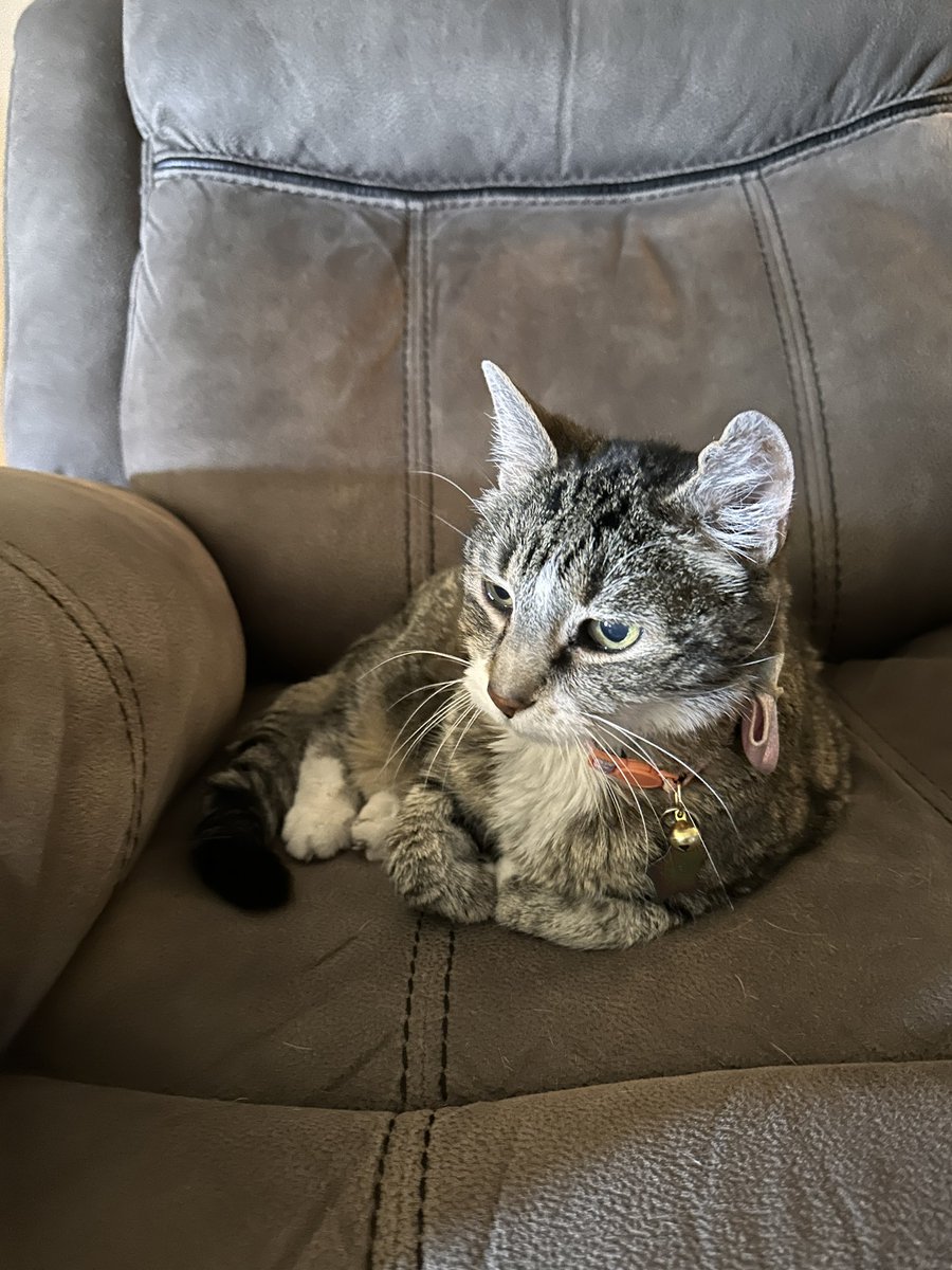 CrittersofH's tweet photo. Even more Funny Fatta Faces!!! Chilling in her chair! Our 19yo tabby Fatta Catta Kelly (92 cat years) &amp; cute as ever! #fatta #fattacatta #AdoptDontShop  #CatsOfTwitter #caturday #catnap @DinahLewisTayl1 #whiskerswednesday #tabby #naptime #SuperSeniorCatsClub https://t.co/wT7wGK9VFa