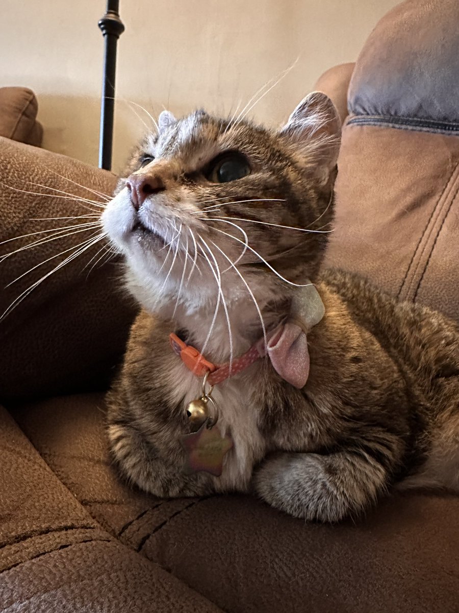 CrittersofH's tweet photo. Even more Funny Fatta Faces!!! Chilling in her chair! Our 19yo tabby Fatta Catta Kelly (92 cat years) &amp; cute as ever! #fatta #fattacatta #AdoptDontShop  #CatsOfTwitter #caturday #catnap @DinahLewisTayl1 #whiskerswednesday #tabby #naptime #SuperSeniorCatsClub https://t.co/wT7wGK9VFa
