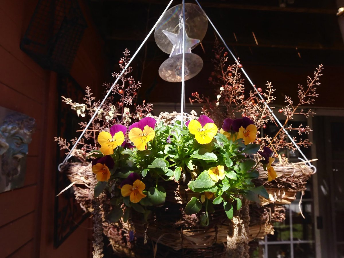 MaximizedGarden's tweet photo. March makes me appreciate Violas.
The pansies didn't do so well.
#GardeningTwitter #FLOWERS #viola https://t.co/0w8kgPXqYt