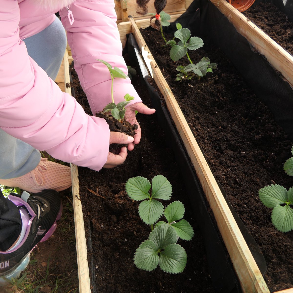 ceip_fcovitoria's tweet photo. A nuestras lechugas, fresas y aromáticas nunca les va a faltar cariño y cuidados del alumnado de P3.
Gracias Roberto por tus consejos y ayuda, se avecina una gran cosecha #huertoescolar
#MiColeMiBarriorumbo2030 #soyBITS #sostenible @future_spain @CSFPJCYL #PIEestaciónODS2030 https://t.co/Y8uwXGDtV0