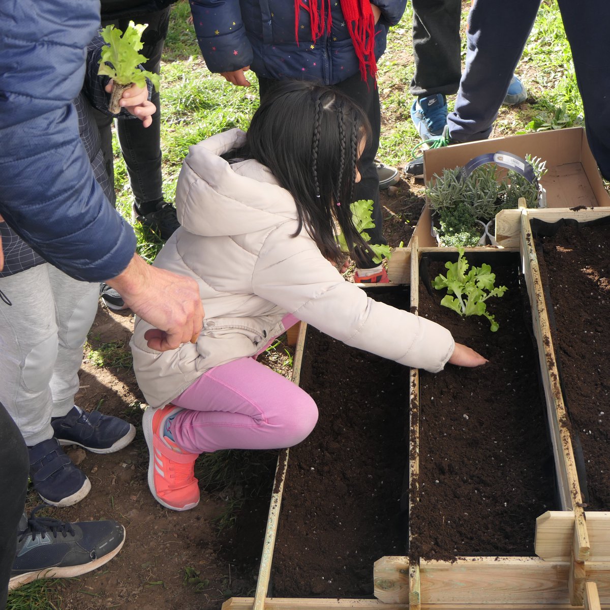 ceip_fcovitoria's tweet photo. A nuestras lechugas, fresas y aromáticas nunca les va a faltar cariño y cuidados del alumnado de P3.
Gracias Roberto por tus consejos y ayuda, se avecina una gran cosecha #huertoescolar
#MiColeMiBarriorumbo2030 #soyBITS #sostenible @future_spain @CSFPJCYL #PIEestaciónODS2030 https://t.co/Y8uwXGDtV0