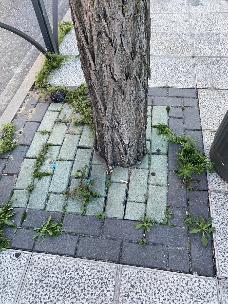AlmecesTO's tweet image. “Ni un alcorque sin árbol, ni un árbol sin alcorque”. 
Es una de las grandes batallas de los que defendemos el arbolado urbano en las ciudades españolas. Estas dos fotos son de la Avenida de Francia de Toledo, separadas escasos metros. 
Ojalá pronto vayamos logrando avances. 🌳