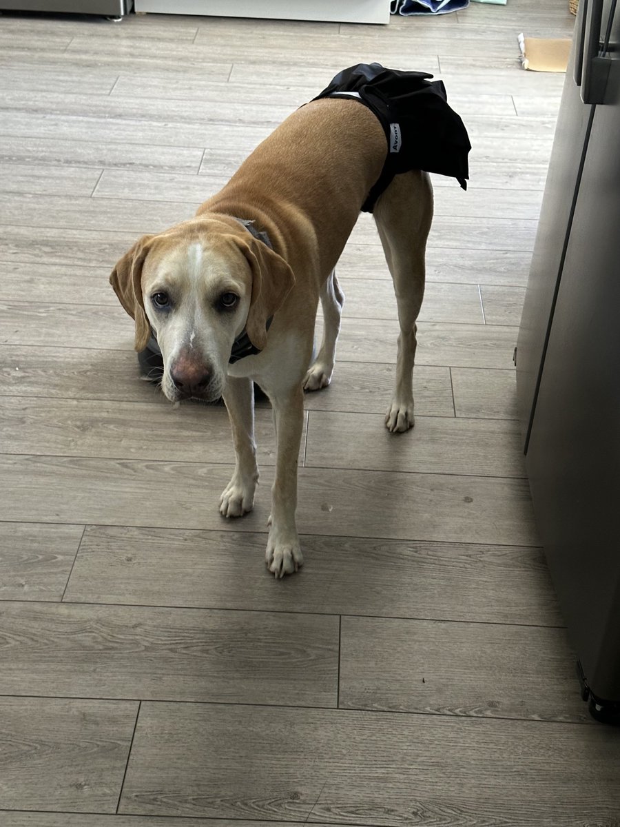 BrownieTurd's tweet image. God Answers Prayers! This JUST arrived in the mail. #PerfectTiming #ArentTheseGreatHoney #YouLookFine #BloodyTurd