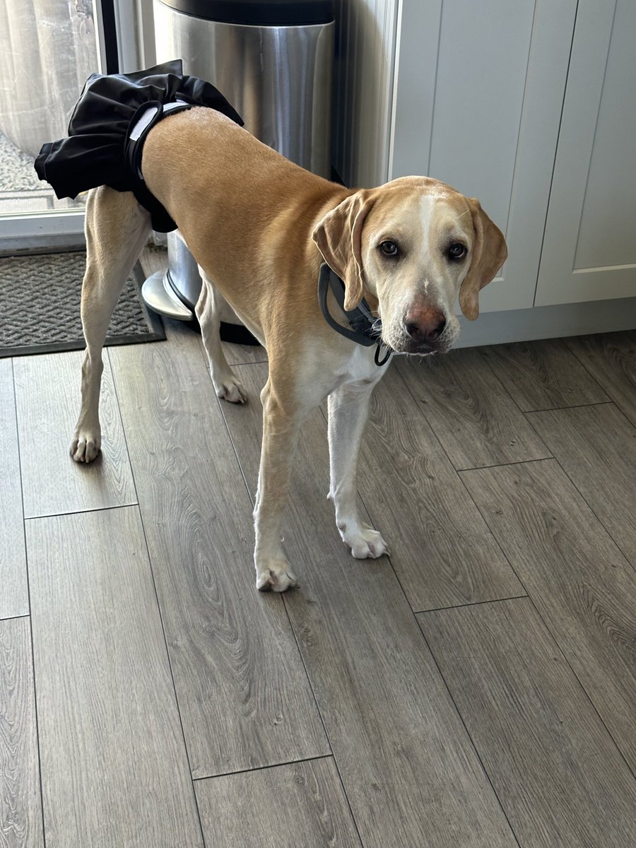 BrownieTurd's tweet image. God Answers Prayers! This JUST arrived in the mail. #PerfectTiming #ArentTheseGreatHoney #YouLookFine #BloodyTurd