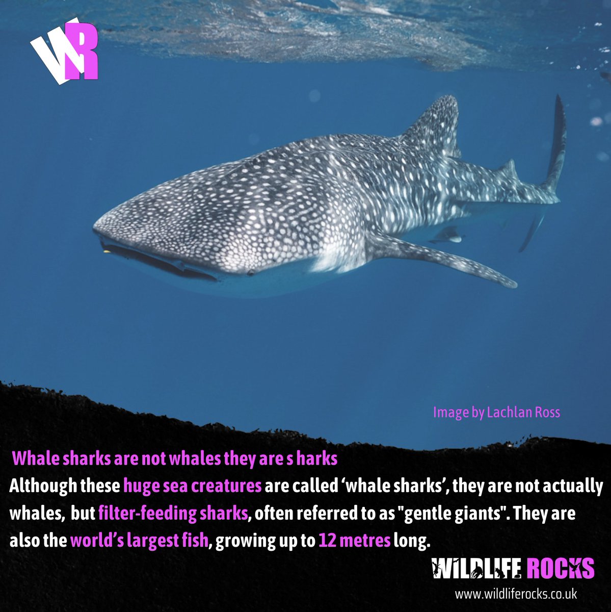 WildlifeRocksMe's tweet photo. Whale sharks are not whales they are sharks
Although these huge sea creatures are called ‘whale sharks’, they are not whales but filter-feeding sharks, often referred to as "gentle giants" they are also the world’s largest fish, growing up to 12 metres long. https://t.co/wzeWnE8TZa