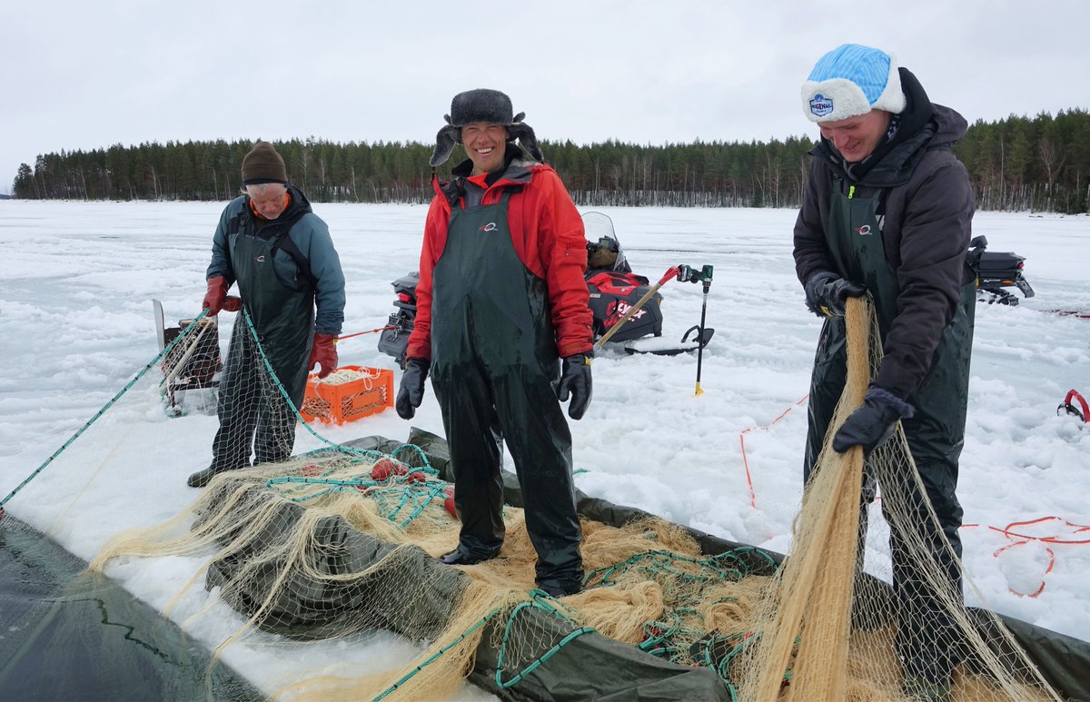 psuurone's tweet photo. .#Muikku #Puruvesi #winterseining #under #ice #vendace. Under-ice winter seining. Näin muikun #talvinuottapyynti sujuu Puruveden kirkkaissa ja raikkaissa vesissä. Taatusti puhdasta ja laadukasta tavaraa. Kelpaa keisareillekin! #Klaine #Kaisermarene #Kerimäen #Kalatalo #seinenet https://t.co/w7O4pBp794