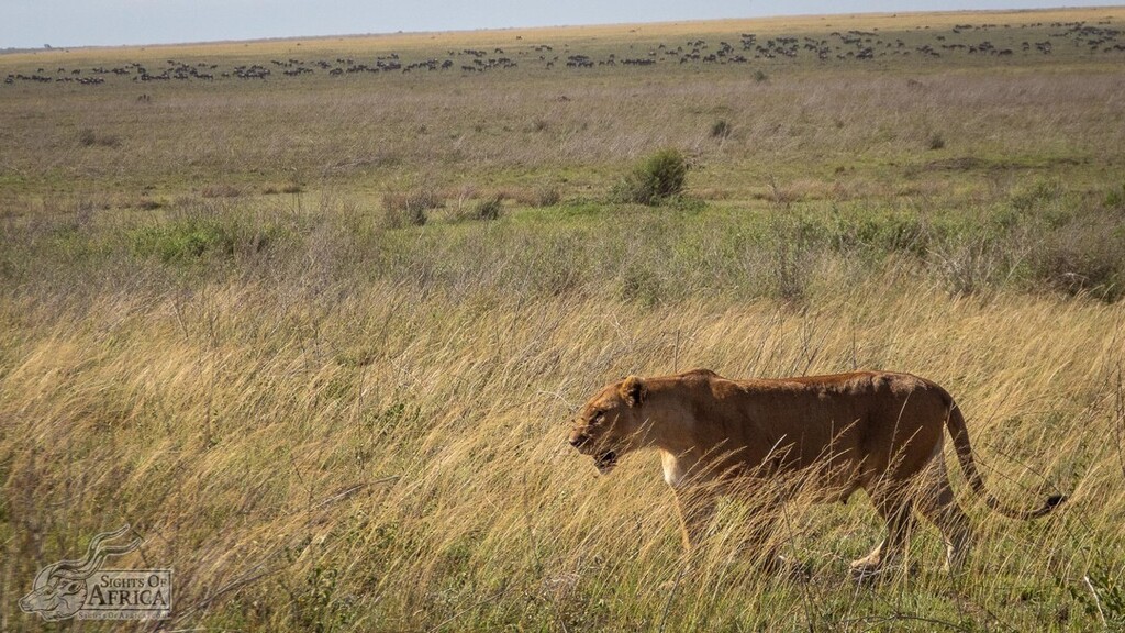 SOASafaris's tweet photo. When you can see the buffet line, but it's just too far away for the effort!
.
I really love showing the long perspective of the amazing Serengeti National Park. Wildlife and flowing grasses as far as the eye can see. It's a natural wonder you just have … https://t.co/TCM7IL9rXo https://t.co/1EVx5Y5da3
