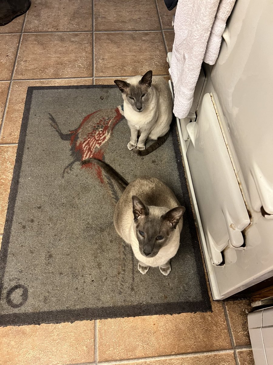 vickiClark74's tweet photo. Both are in shock and awe that their heroine @JasminKParis is out on loop 3. Have had to move to the AGA to try and control their nerves @keithdunn #bm100kitty #kittykontent https://t.co/pPJfCab1em