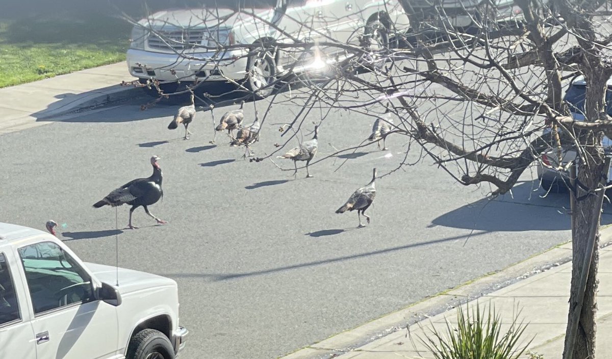 TheKetoVillage's tweet photo. Today in the #bayarea it’s like nothing happened yesterday.. Its a Turkey field trip kinda day #bayareastorm #treesdown #eastbay #SanFrancisco #wildturkeys https://t.co/BrJ1kd2DCn