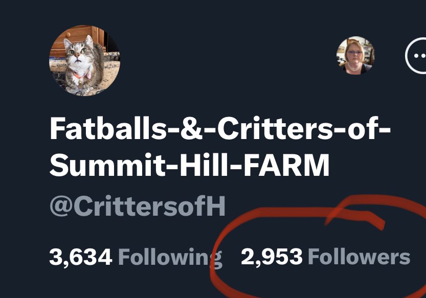 CrittersofH's tweet photo. Fatta is trying to hit 3,000 followers! There are more #catlovers out there! Help out 19yo tabby Fatta Catta Kelly (92 cat years) #fatta #fattacatta #AdoptDontShop  #CatsOfTwitter #Caturday @DinahLewisTayl1 #whiskerswednesday #tabby  #SuperSeniorCatsClub #CatsAreFamily #meow https://t.co/jnYKyNZS8V