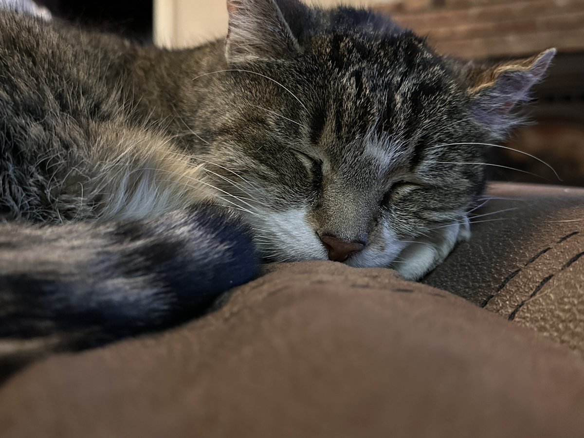 CrittersofH's tweet photo. Fatta is trying to hit 3,000 followers! There are more #catlovers out there! Help out 19yo tabby Fatta Catta Kelly (92 cat years) #fatta #fattacatta #AdoptDontShop  #CatsOfTwitter #Caturday @DinahLewisTayl1 #whiskerswednesday #tabby  #SuperSeniorCatsClub #CatsAreFamily #meow https://t.co/jnYKyNZS8V