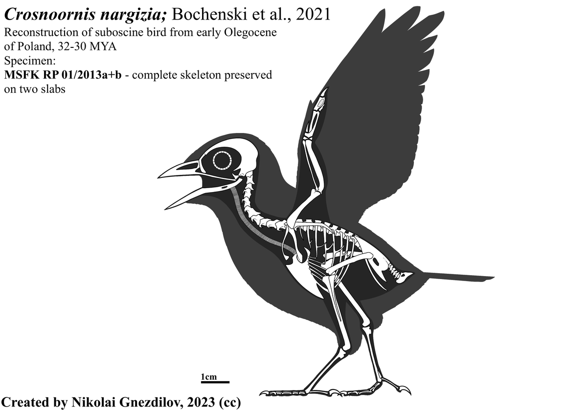 It‘s been a while since I did any paleo-art. Recently, ornithology was my passion so it’s not that surprising that I picked a bird for reconstruction (also there’re not that many skeletals for birds, so might as well contribute) As usual, feel free to correct me #paleoart #bird