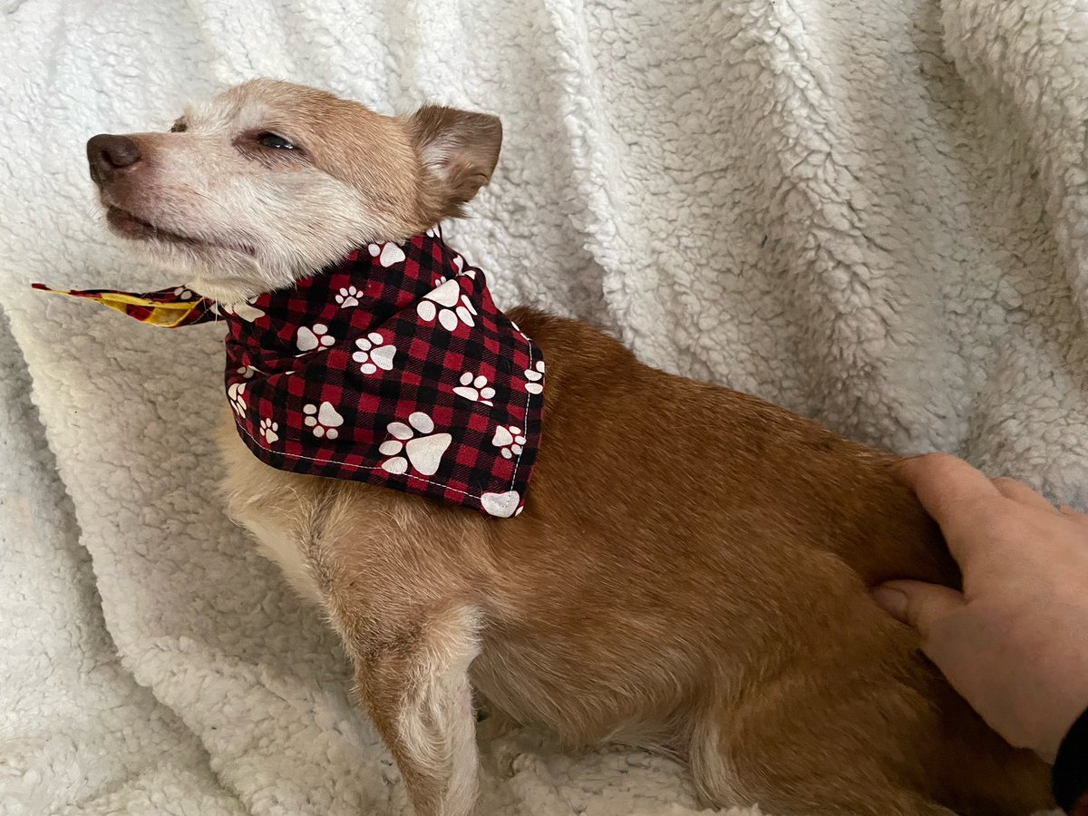 sarahanunn's tweet photo. Wiley demonstrating the blissful face he makes when his human scratches his bum. 
❤️
#DontStopNeverStop #MagicScritchySpot #Chiwoowoo #RescueDog #SeniorDog #DogTwitter #DogsofTwittter #DogsOnTwitter https://t.co/9xDoAdv6C1