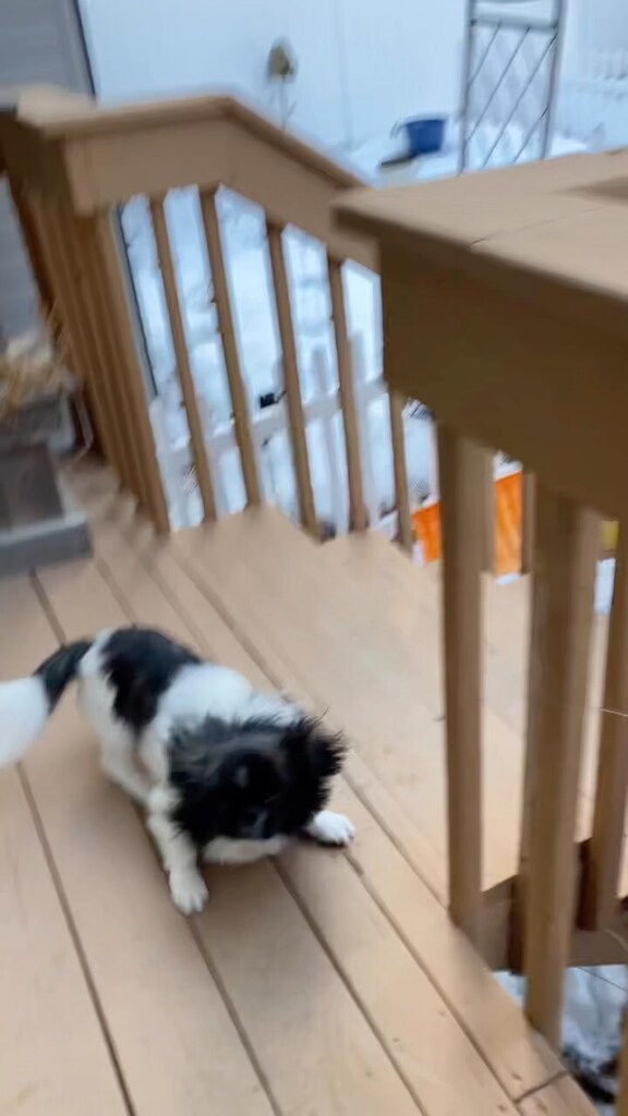 STPinball's tweet image. Snow bunny got the zoomies this morning instagr.am/reel/Cp0S6j7v0…