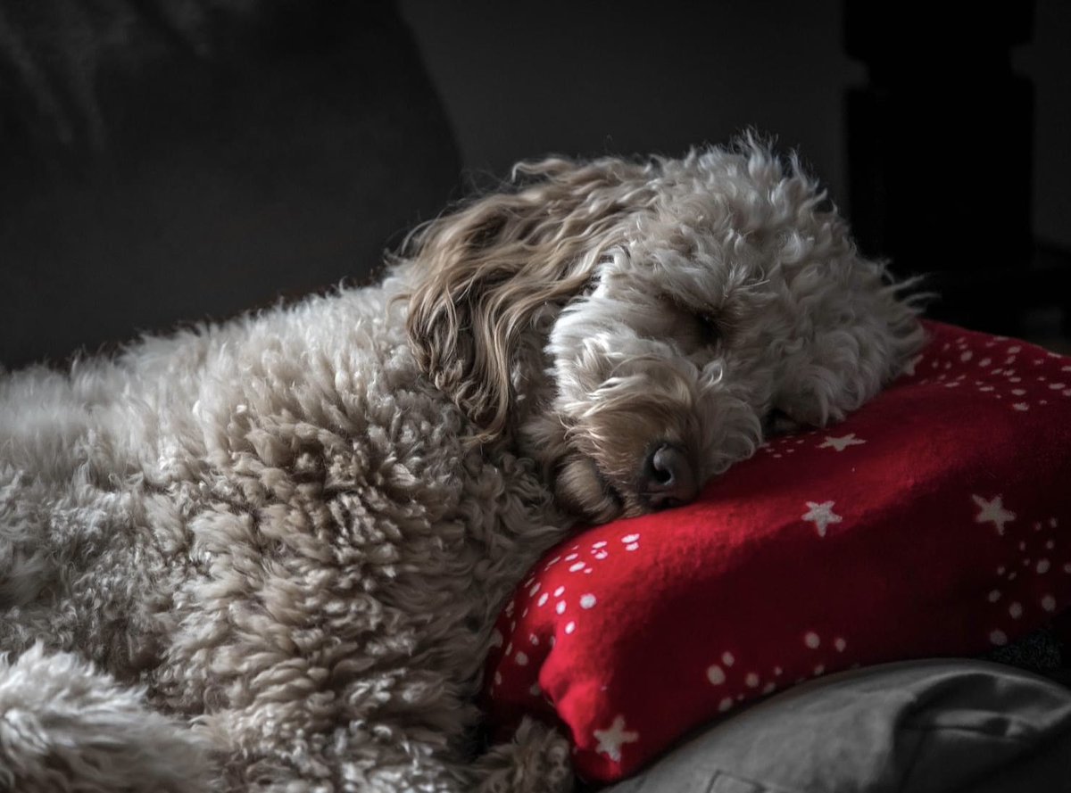 jaywdogg's tweet photo. @CNN Maybe true but I love my mini Golden Doodle! https://t.co/LObFFpT2e9