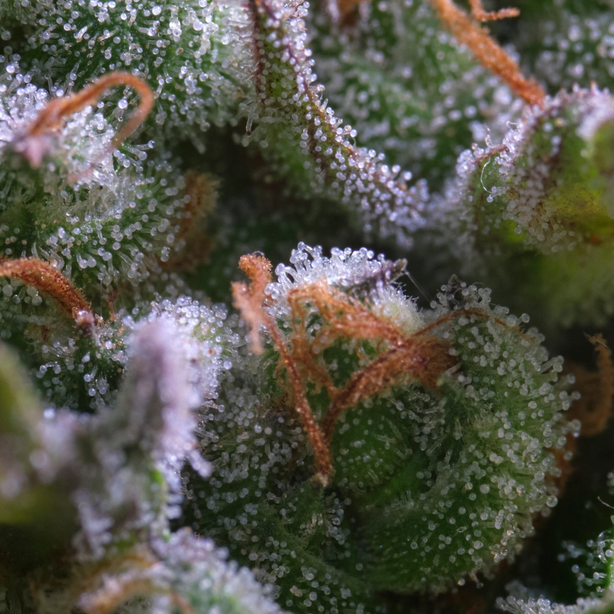 paradiseseeds's tweet photo. What makes this Lemonade Auto strain fizz? She's a big juicy fruit bowl full of terpenes and super resinous!
πΈ @ ptosis.stoner_sirek (insta)
#paradiseseeds #finestseedcollection #cannabiscommunity #cannabisgrowers #cannabiseu #autoflowering #trichome #terpenes #LemonadeAuto https://t.co/GLdvKdzwmu