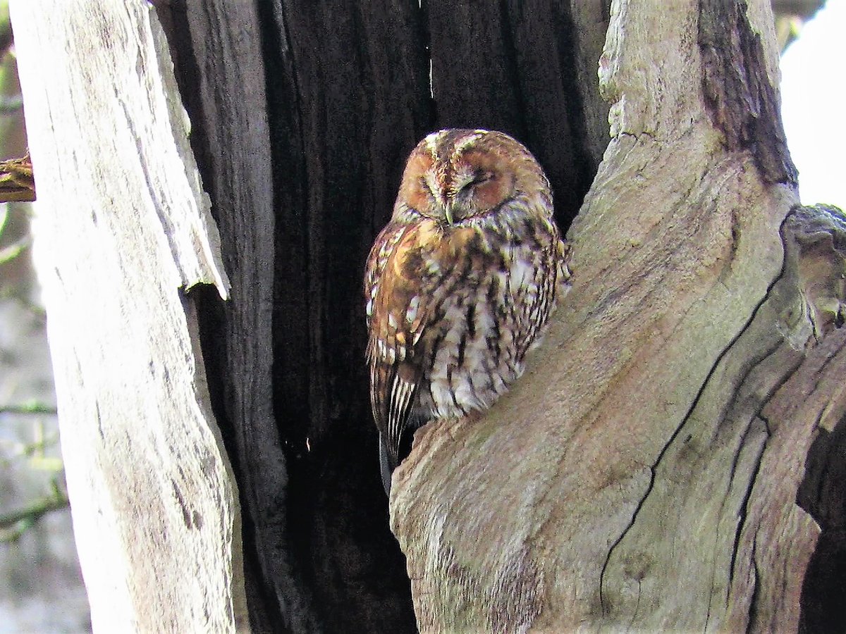 cihurst's tweet photo. Sleepy Tawny Owl this morning. #Nottinghamshire @Britnatureguide @NatureUK @PhilipMillns @WildlifeInTheUK https://t.co/A0xhLbbIUj