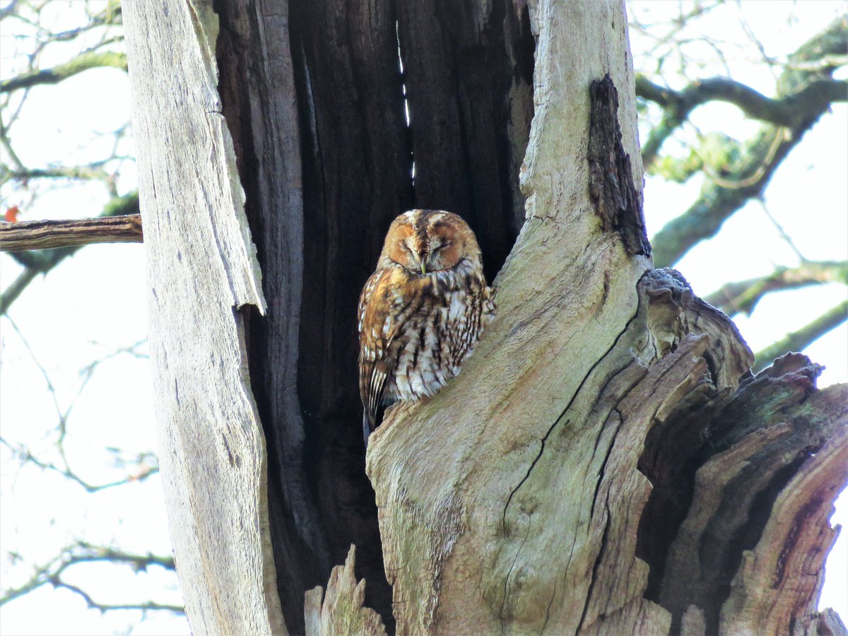 cihurst's tweet photo. Sleepy Tawny Owl this morning. #Nottinghamshire @Britnatureguide @NatureUK @PhilipMillns @WildlifeInTheUK https://t.co/A0xhLbbIUj