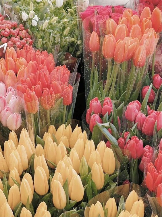 tulips