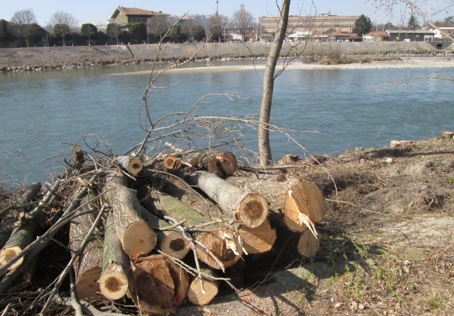 FamigliaFuturo's tweet image. Chi ha dato l'autorizzazione a tagliare gli alberi del Boschetto? Come è possibile che si autorizzi uno "scempio" del genere in un comune amministrato dalla sinistra? Dove sono i pasdaran ecologisti? I comitati di quartiere? Le raccolte delle firme?
👇🏻vedi
m.facebook.com/story.php?stor…