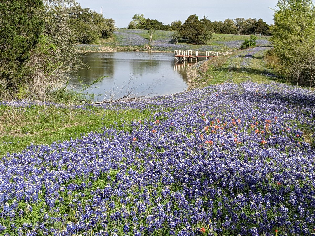 WickWrites's tweet photo. Blankets of #bluebonnets throughout #ruralTexas transform the landscape. They smell fragrant too.💙
Spotted on my 🚴♀️.
#lifeinTexas #wildflowerseason #Texaswildflowers #roadscholar #professorlife #springbreak https://t.co/4fZkbhSMRz